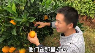 脐橙丰收，为了快点把果子采摘完，阿东感冒喉咙疼还亲自上阵