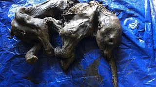 30,000-Year-Old Baby Mammoth Found Almost Perfectly Preserved in Canadian Gold Fields