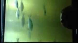 Fish Window: Passage Through the Dam