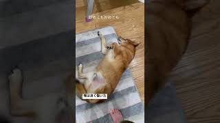 元野犬のチャチャ(シニア)だよ🦊✨　　hard worker bog  冬の貯蓄率を上げる     #野犬#野犬の子もすっごくかわいい