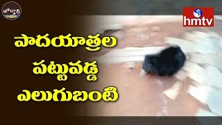 పాదయాత్రల పట్టువడ్డ ఎలుగుబంటి | Bear Hulchul In Alur | Jordar News | hmtv