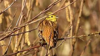 Yellowhammers at Turvey Nature Reserve