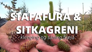 STAFAFURA OG SITKAGRENI - klenging og sáning