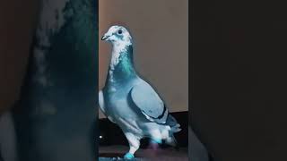 #mashallah_ماشاءالله || racer pigeon #1million #subscribers