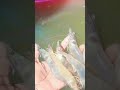 Amazing Prawn Fishing #Viral #Short #Video