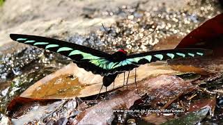 アカエリトリバネアゲハの吸水 Trogonoptera  brookiana