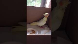 紀錄玄鳳幼鳥 Cockatiel ~打哈欠打一打然後...