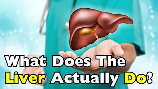 What Does the Liver Do? The Organ Working 24/7 Inside Your Body [ID2036]
