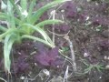 purple orach or purple mountain spinach atriplex hortensis