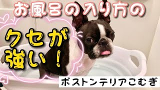 お風呂の入り方のクセが強い💦【ボストンテリア】こむぎ♪