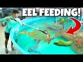 FEEDING ALL My PET MORAY EELS!! *Dangerous*