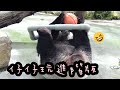 圓仔手腳併用玩玩具，圓仔好靈活|熊貓貓熊The Giant Panda Yuan Yuan and Yuan Bao|台北市立動物園