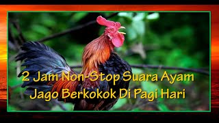 Download Lagu 2 JAM NON STOP SUARA AYAM JAGO BERKOKOK DI PAGI HA... MP3 Gratis