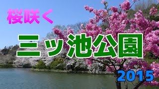 【桜満開】　県立 三ッ池公園　【2015】