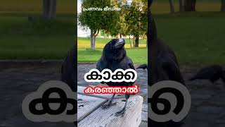 വീട്ടിലിരുന്ന് കാക്ക കരഞ്ഞാൽ... സൂക്ഷിക്കുക... #pranavammedia #astrology #predictions #crow #zodiac