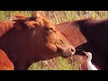 western cattle egrets eating flies off cattle