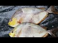 cheapest fish in market java rabbit fish cutting for fish curry rabbit fish slicing skills