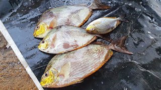 Cheapest Fish in Market |  Java Rabbit Fish Cutting for Fish Curry | Rabbit Fish Slicing Skills