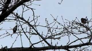 Eurasian Bullfinch Feeding on Buds ウソ♀が群れで冬芽を食す