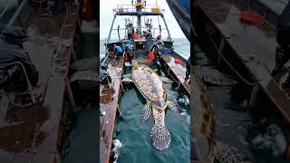 STRANGE sea creature captured by fishermen🌊🐟🐢