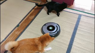 我が名はルンバ。犬に追い回され猫にシカトされし者なり Dog vs. Roomba