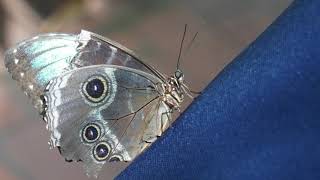 All Aflutter at The Key West Butterfly & Wildlife Conservatory