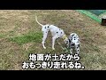 【diyドッグラン】大型犬２頭がおもっきり遊べる自作のドックランを庭に作ってみた。 ダルメシアン diy 大型犬