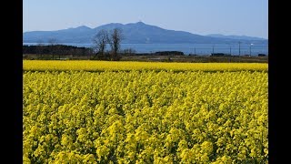 青森県横浜町の菜の花畑