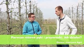 Pierwsze różowe pąki i przymrozki. Jak działać? | Agrii Polska