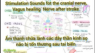 KÍCH HOẠT DÂY THẦN PHẾ VỊ, THẦN KINH NÃO ĐỂ CÂN BẰNG BÊN TRONG #vagusnerve #cranialnerves