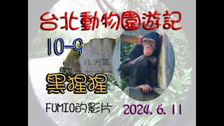 台北動物園遊記10-9黑猩猩