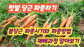 봄 당근 파종시기와 파종방법 파종 유의점, 당근 씨를 뿌려 직파 재배 과정 알아봅니다