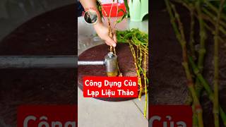 Bạn đã biết công dụng Của Lạp Liệu Thảo chưa?