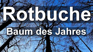 Baum des Jahres 2022 - Spaziergang - Die Rotbuche Fagus sylvatica