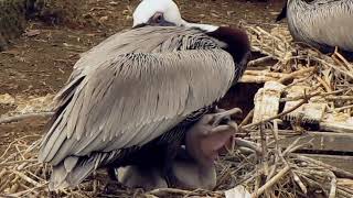 Pelican Chicks kept warm and protected