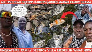 BREAKING !! VERY SAD NEWS FROM MARWA VILLA MEDELLIN DE@D FISH DOVES RABBITS KITCHEN GARDEN WHAT NEXT