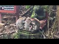 バリ島 モンキーフォレスト猿の親子 @ubud monkey forest