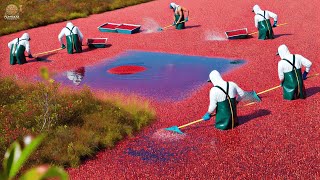 Cranberry Harvesting Secrets from Top US Farmers | Farming Documentary