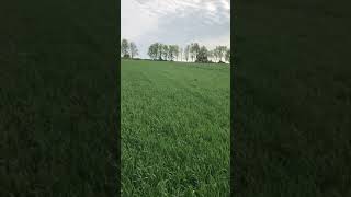 AminoA FLO sixth Wheat.