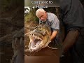 giant piranha fish shorts short fish facts youtubeshorts new trending viral shortsfeed shortvideo 4k