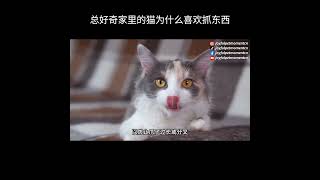 总好奇家里的猫为什么喜欢抓东西