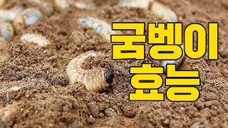 굼벵이 굼벵이환 효능 부작용 간에 좋은 영양제, 당뇨에 좋은 영양제 (당뇨, 간질환, 혈액순환 등에 좋은 굼벵이)