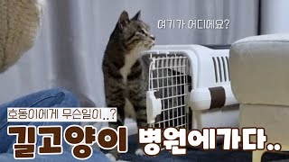 상위1%개냥이 호동이에게 무슨일이..?? : 잠들지 못한 그날의 이야기