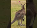 amazing facts 😱about kangaroos you didn t know shortvideos shorts