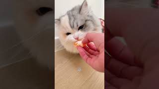 猫：妈，我已经三分钟没干饭了 干饭最积极的小猫 小馋猫 小猫是平淡生活的解药 记录猫咪日常