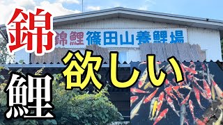 【鯉活】友人が錦鯉デビューするってよ。篠田山養鯉場さんに訪問してきた。