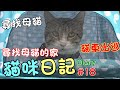 『貓咪日記#18』貓車出巡！尋找母貓的家 Mimi Cat Diary