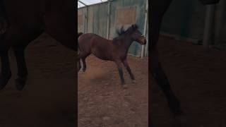 Joker has some extra moves #horse #equestrianlove #equestrian #horselife