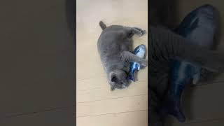 またたびのじゃれぐるみを初体験(´ᴖωᴖ｀) #cat #catvideos #猫のいる暮らし #可愛い猫 #猫動画 #ブリティッシュ #ブリティッシュショートヘアー #猫とまたたび