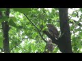 Great Horned Owl, The Duchess mobbed by crows  2020 May 22 in the morning